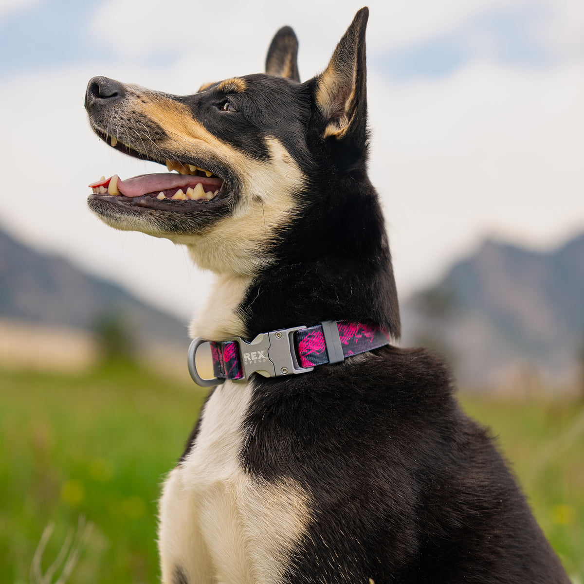 Trails End Collar