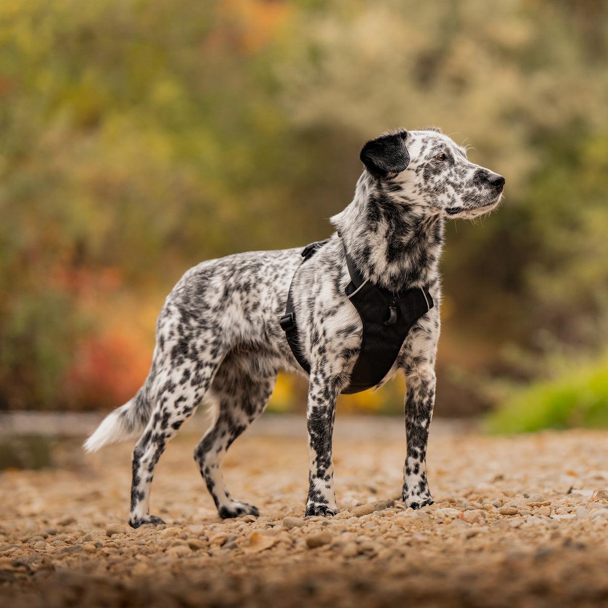 Trailhead Dog Harness