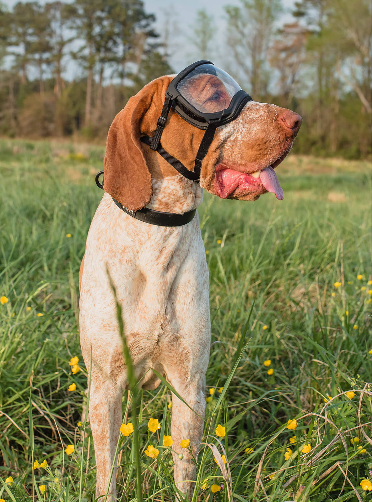 Weather-Resistant Brahma Collar