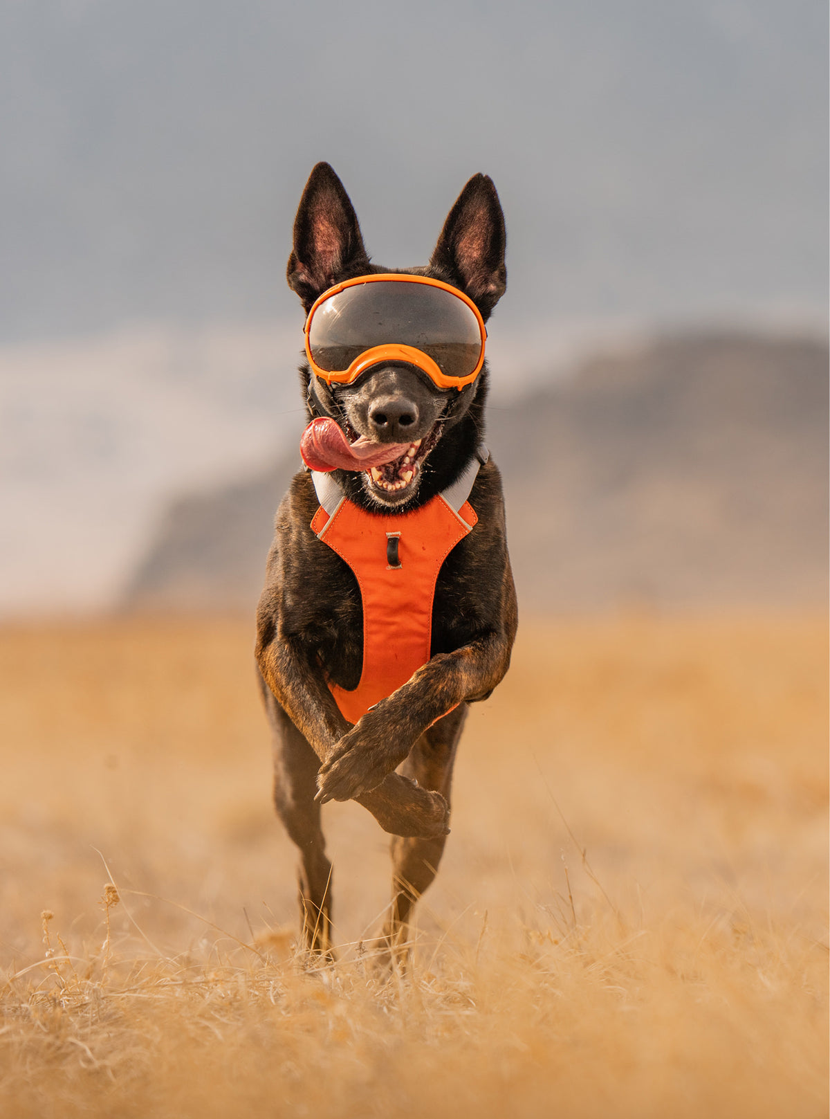 Trailhead Dog Harness