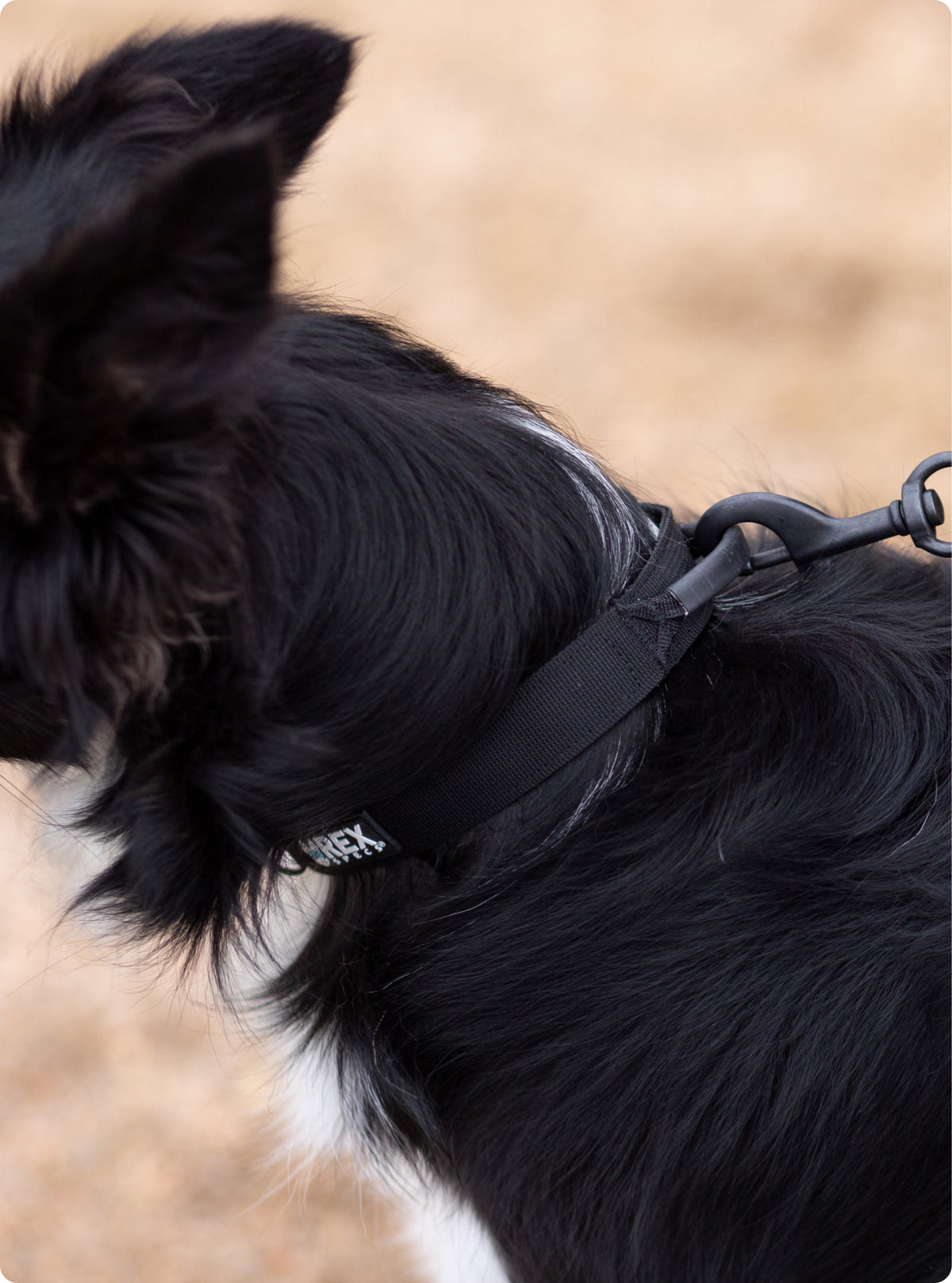 Trailhead Collar