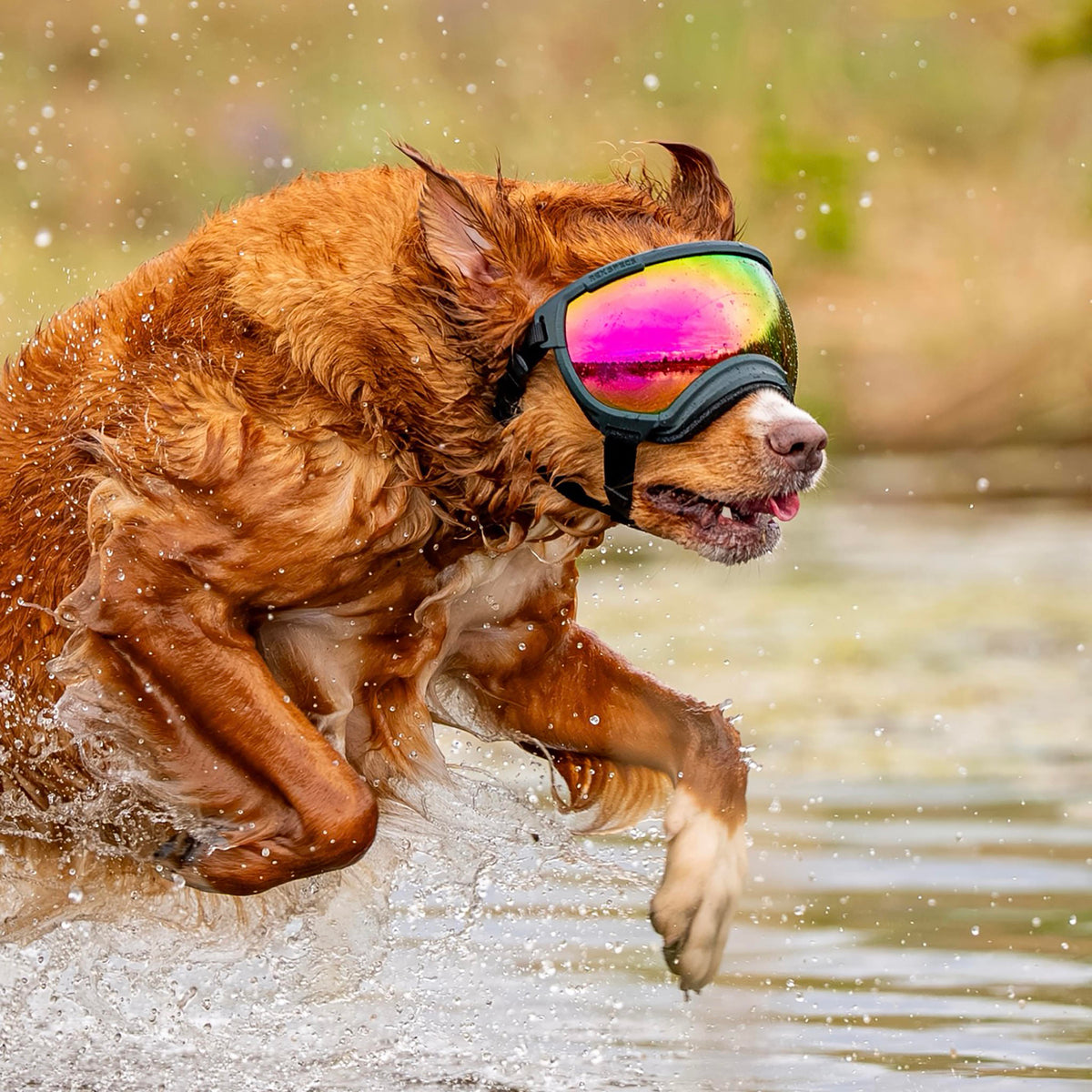 Goggles for Dogs - V2