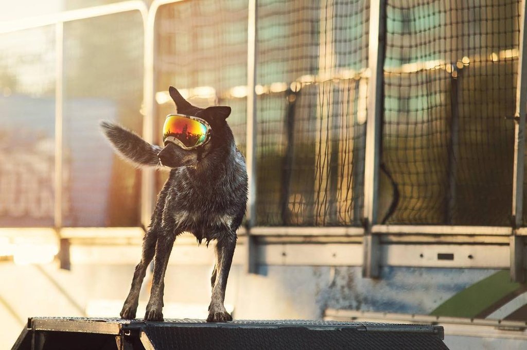 Agility dog wearing Rex Specs Dog Goggles
