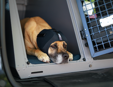 A Vet Visit That Changed One Family's Fireworks Preparation