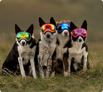 Eye Protection: Understanding Pannus in Dogs