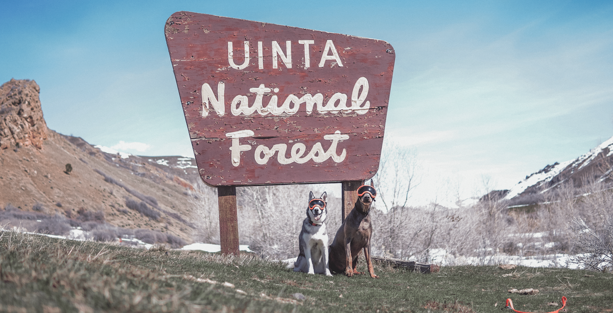 Wilderness Wanderers: Exploring the Impact of Dogs in National Forests