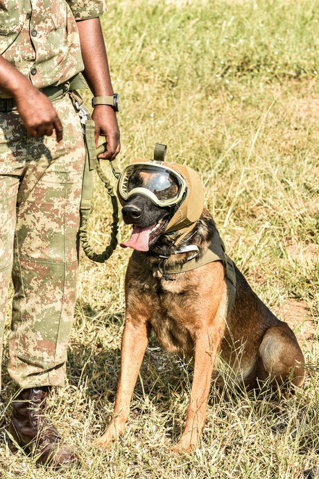 Wildlife Conservation Done Hand-in-Paw
