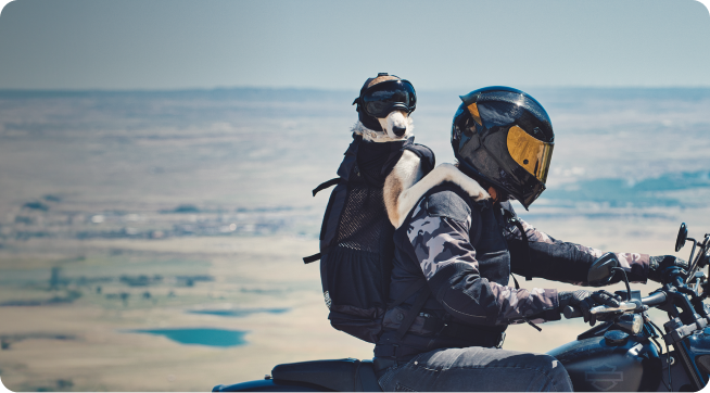 How to Prevent Hearing Loss in Dogs