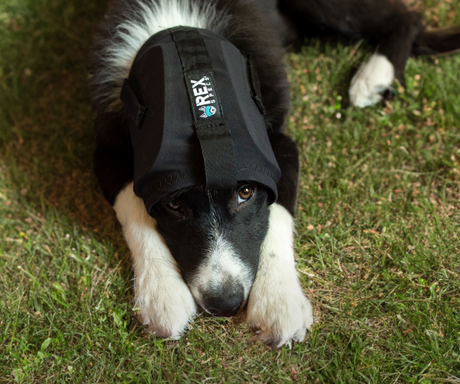Help Your Dog Stay Calm During Fireworks