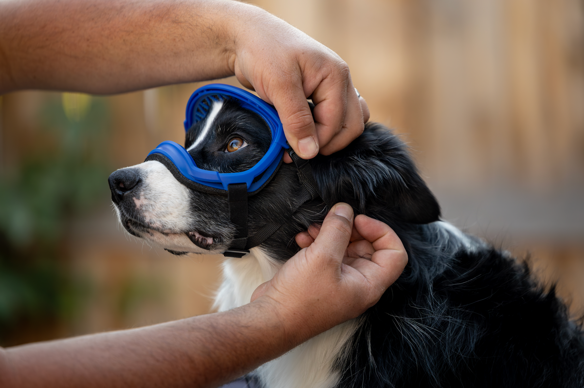 Finding the Right Fit Goggles for Your Dog