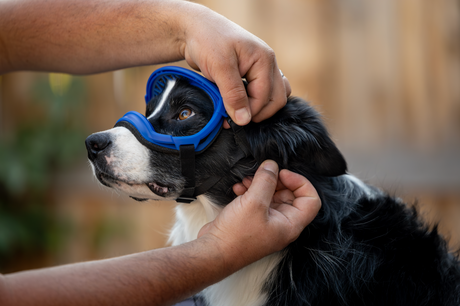 Finding the Right Fit Goggles for Your Dog