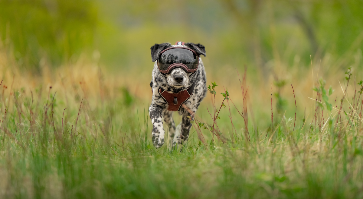 Real Dogs. Real Missions: From Rescue to Rally Champion