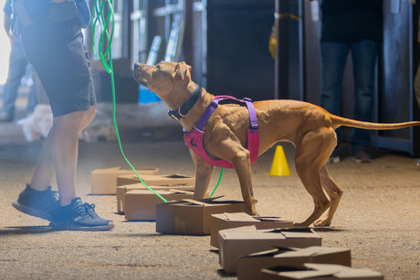 Real Dogs. Real Missions: From Sports to Service Work