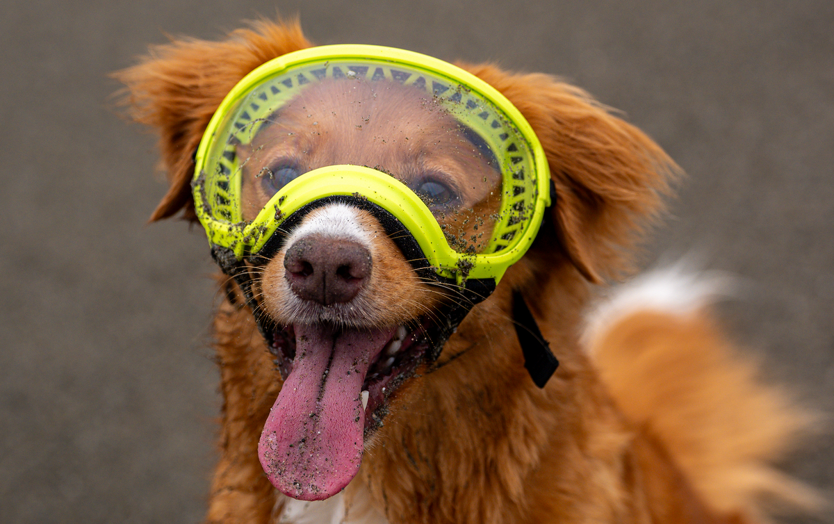 Understanding Lens Durability - Rex Specs V2 Dog Goggles