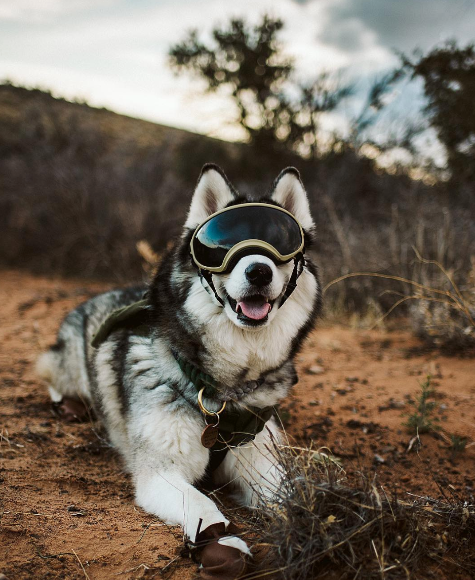 How Rex Specs Helped @Graywoof, Grayson the Husky