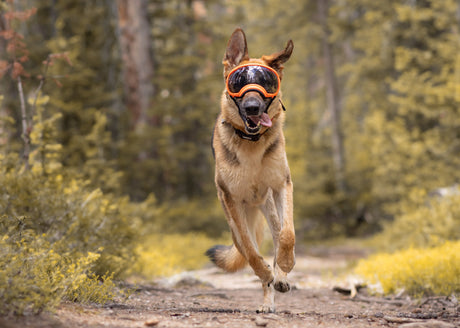 Dog-Friendly Trails We Love in ME, OR, UT, and WY