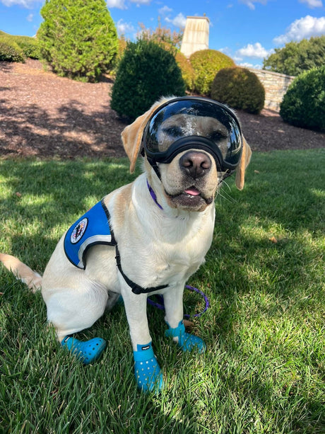 Train Your Dog to Love Rex Specs Goggles