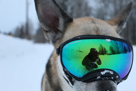 German Shepherd wearing Rex Specs Dog Goggles in the snowy winter 