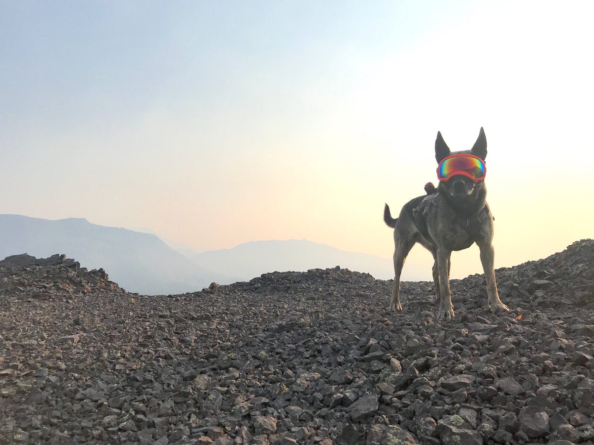 Conservation dog wearing Rex Specs Dog Goggles