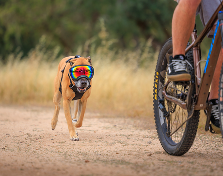 National Pet Preparedness Collection