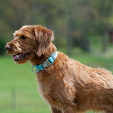 Wanderer Collar