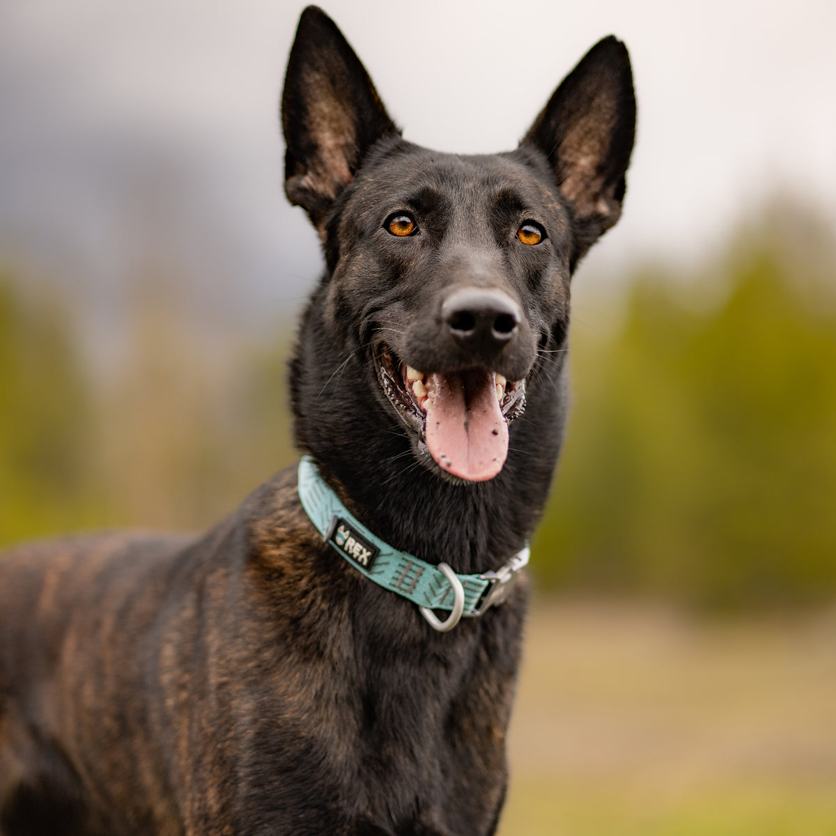 Wanderer Collar