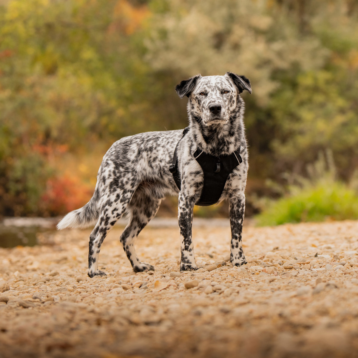 Trailhead Dog Harness