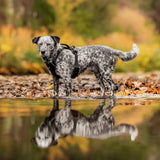Trailhead Dog Harness