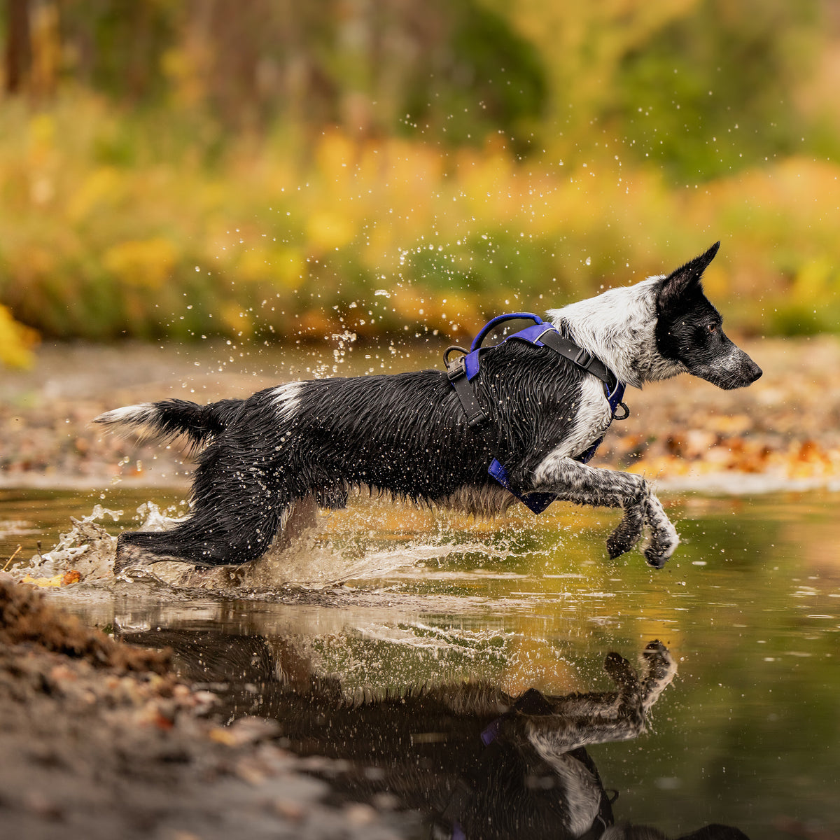 Trailhead Dog Harness