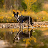 Trailhead Dog Harness