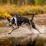 Trailhead Dog Harness