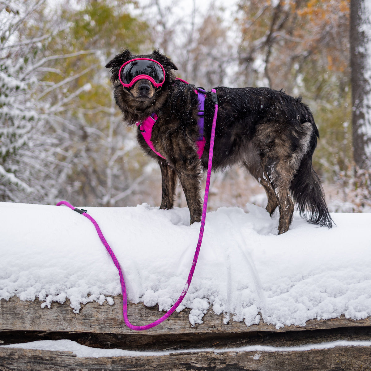 Trailhead Dog Harness