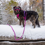 Trailhead Dog Harness