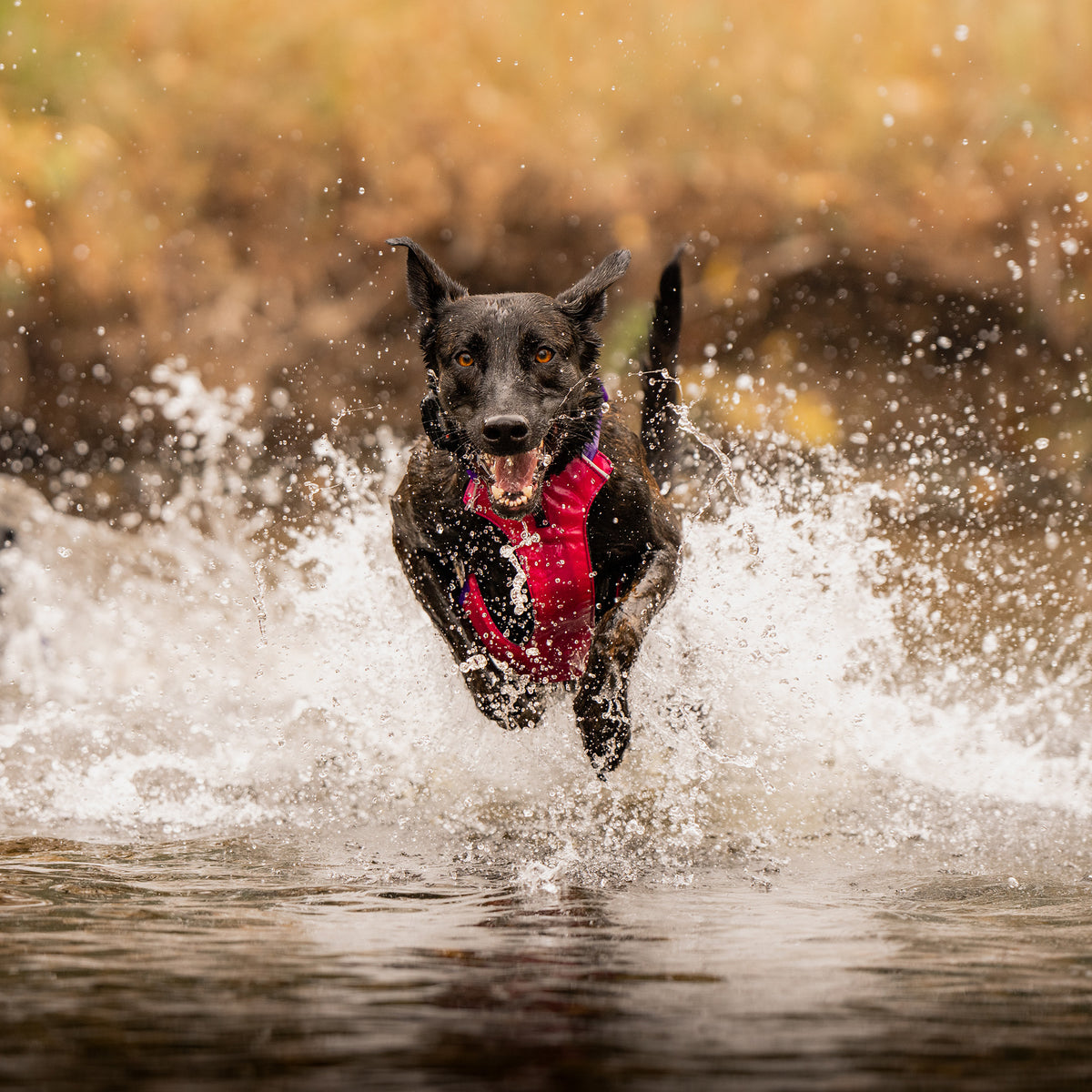Trailhead Dog Harness