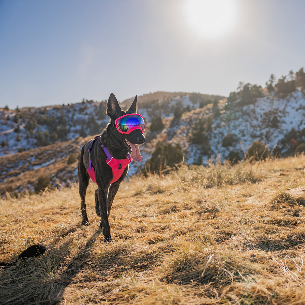 Trailhead Dog Harness