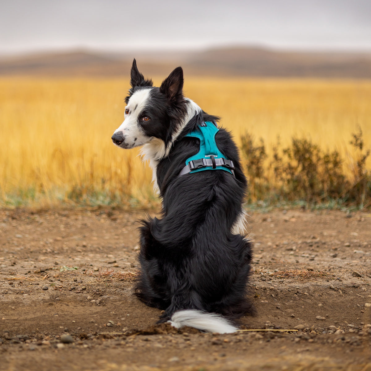 Trailhead Dog Harness