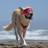 Goggles for Dogs - V2