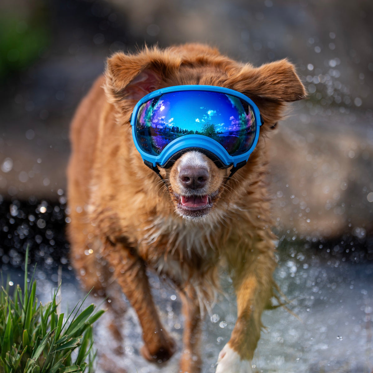 Goggles for Dogs - V2