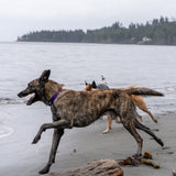 Trailhead Collar