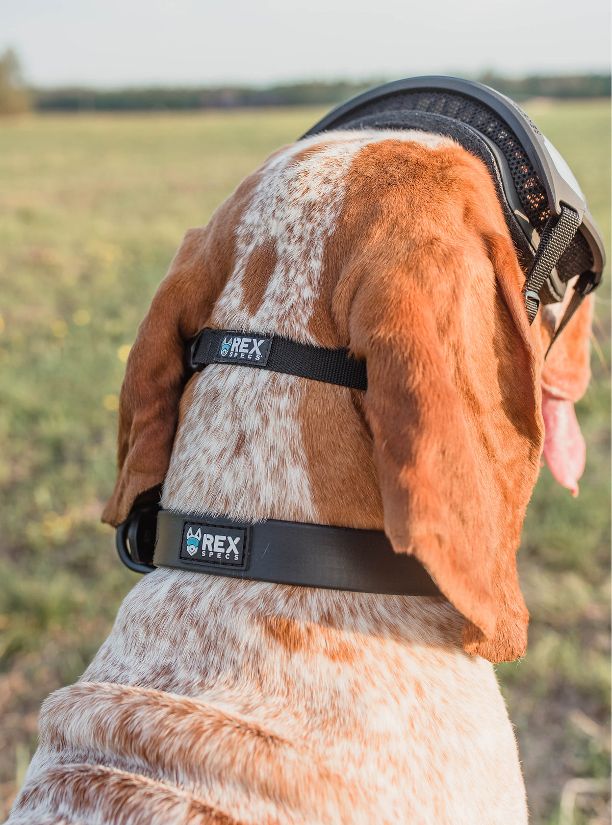 Weather-Resistant Brahma Collar