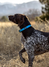 Weather-Resistant Brahma Collar