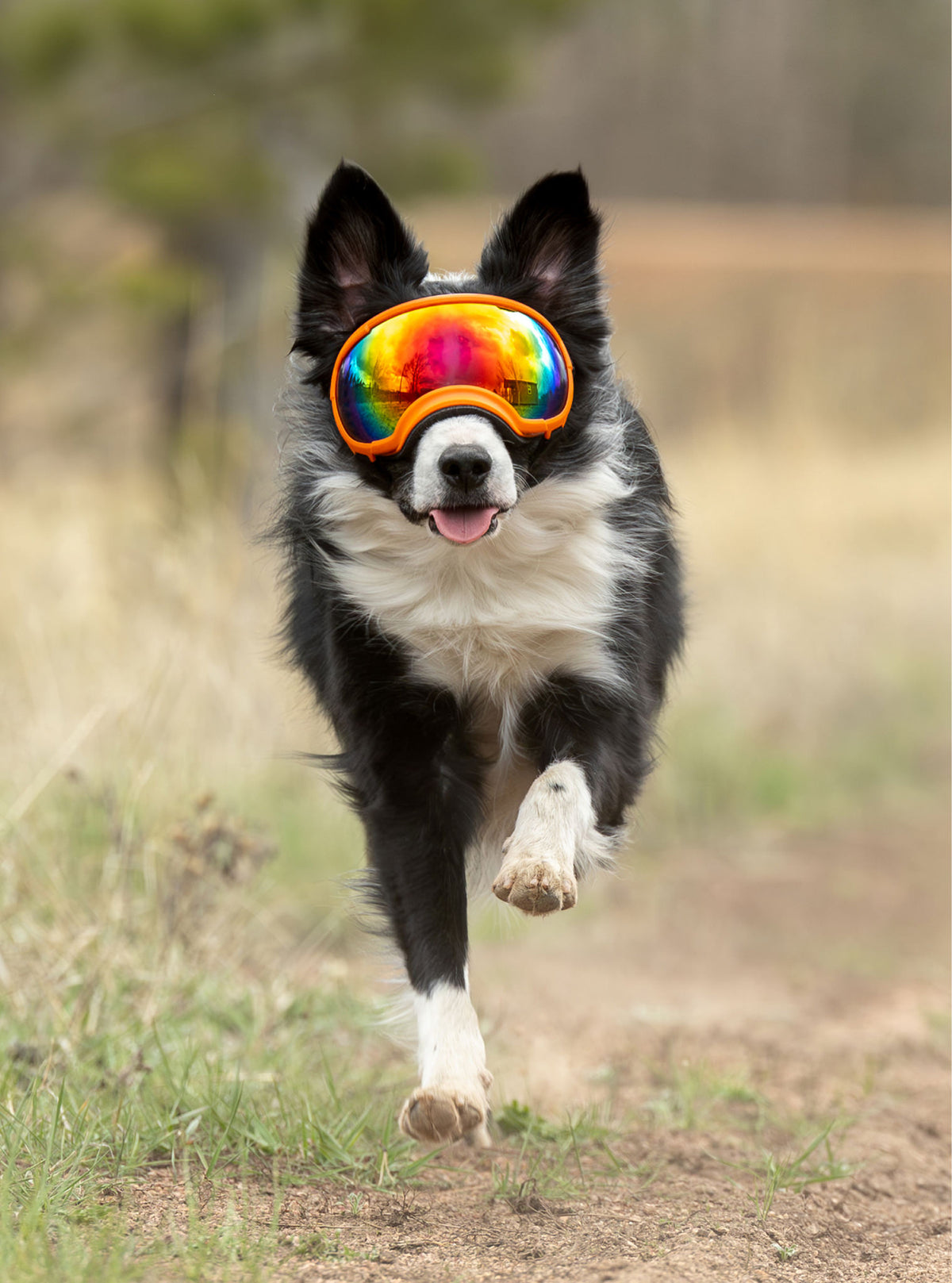 Goggles for Dogs - V2