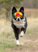 Goggles for Dogs - V2