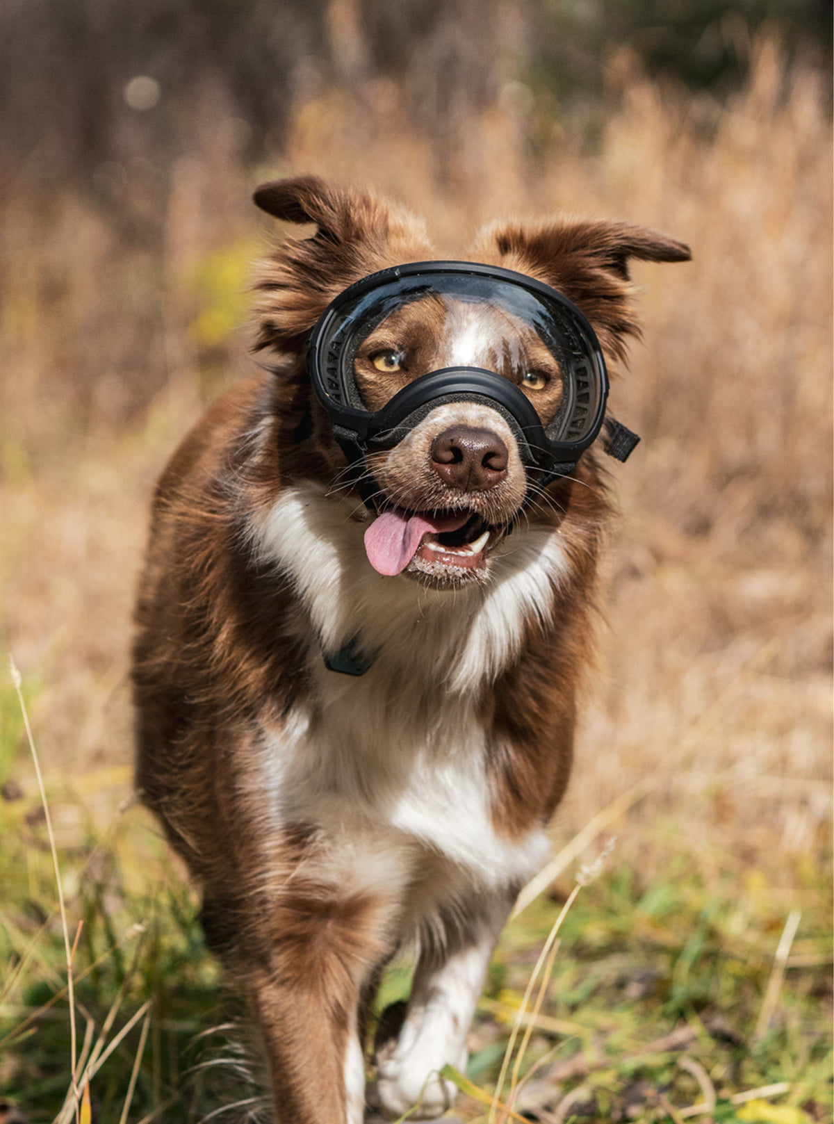 Goggles for Dogs - V2