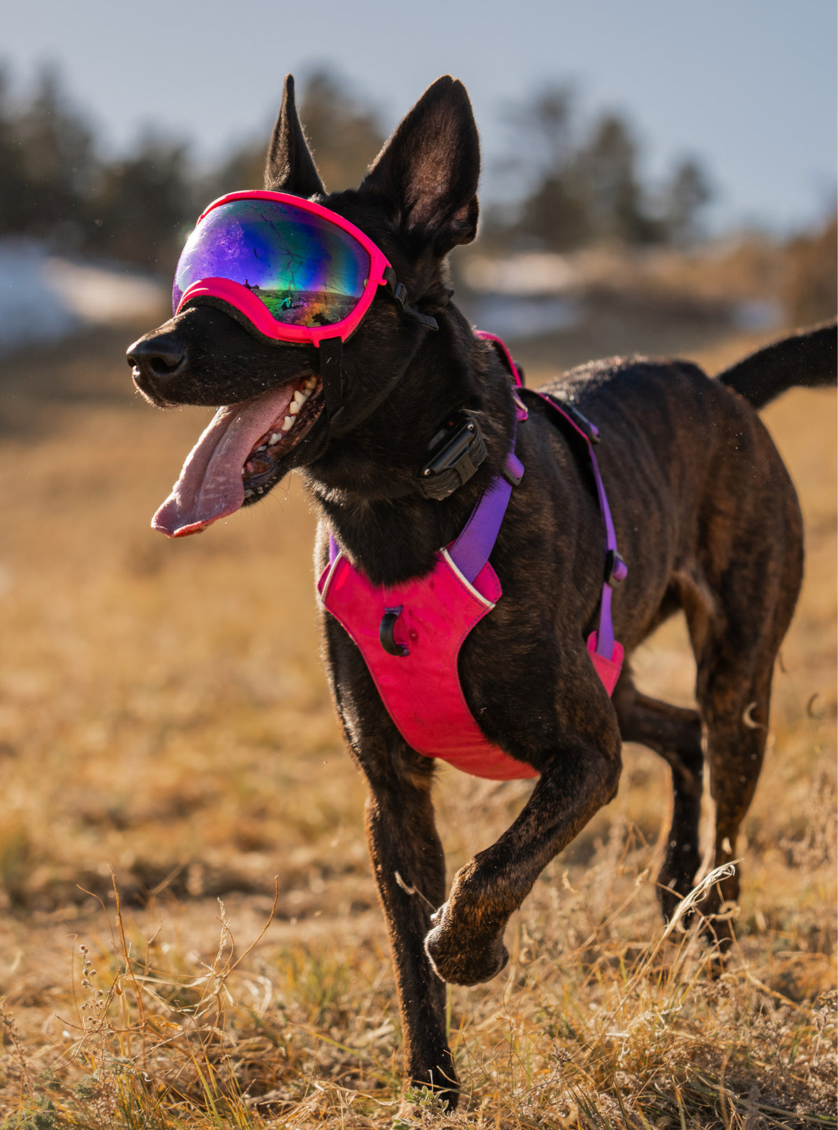 Goggles for Dogs - V2