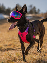 Goggles for Dogs - V2