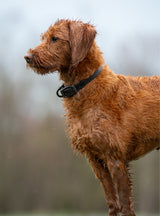 Hybrid Leather Collar