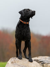 Hybrid Leather Collar