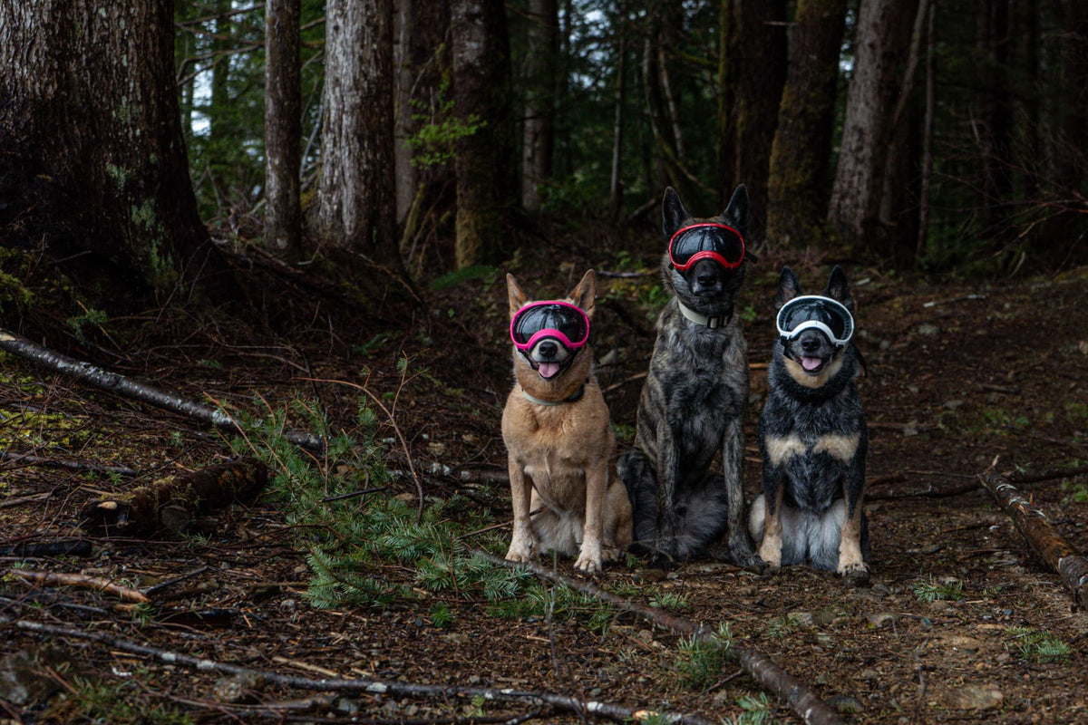 three dogs wearing rex specs goggles sitting in the woods